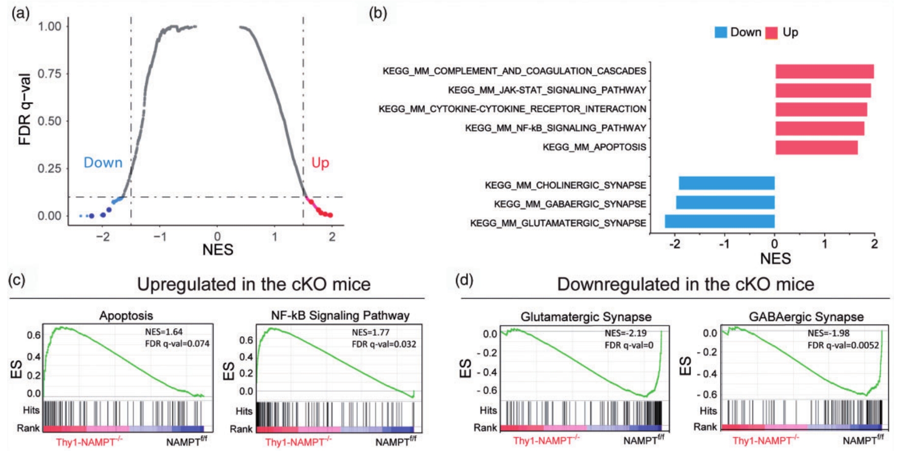pub_Nampt_rnaseq