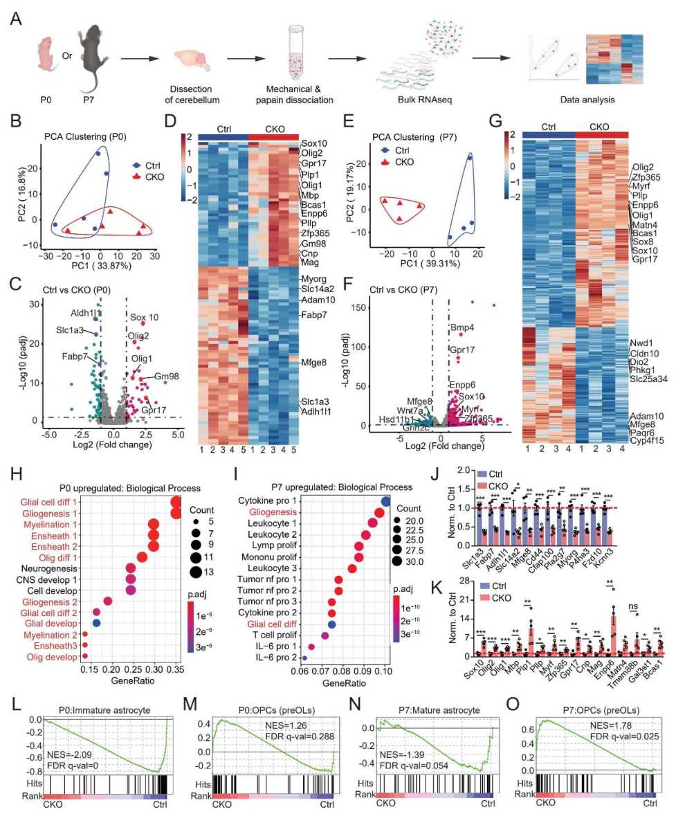 pub_adam10_rnaseq