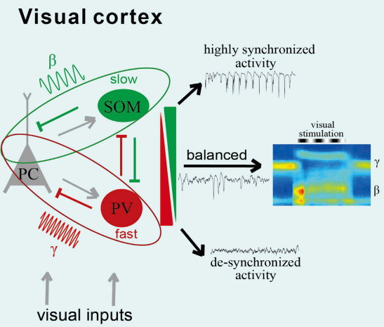 oscillationfig2